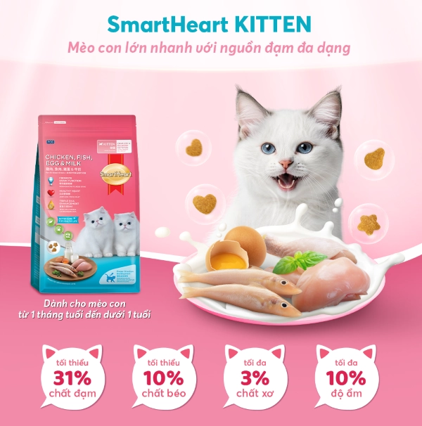 anh-2-kitten-1