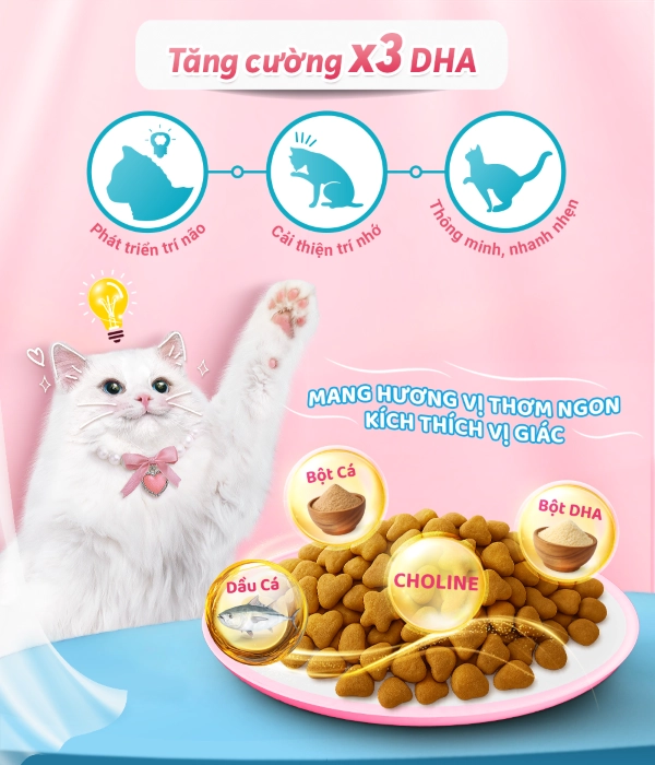 anh-4-kitten-adulttriet-san-chong-bui-long-1
