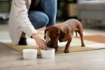 close-up-beautiful-dachshund-eating
