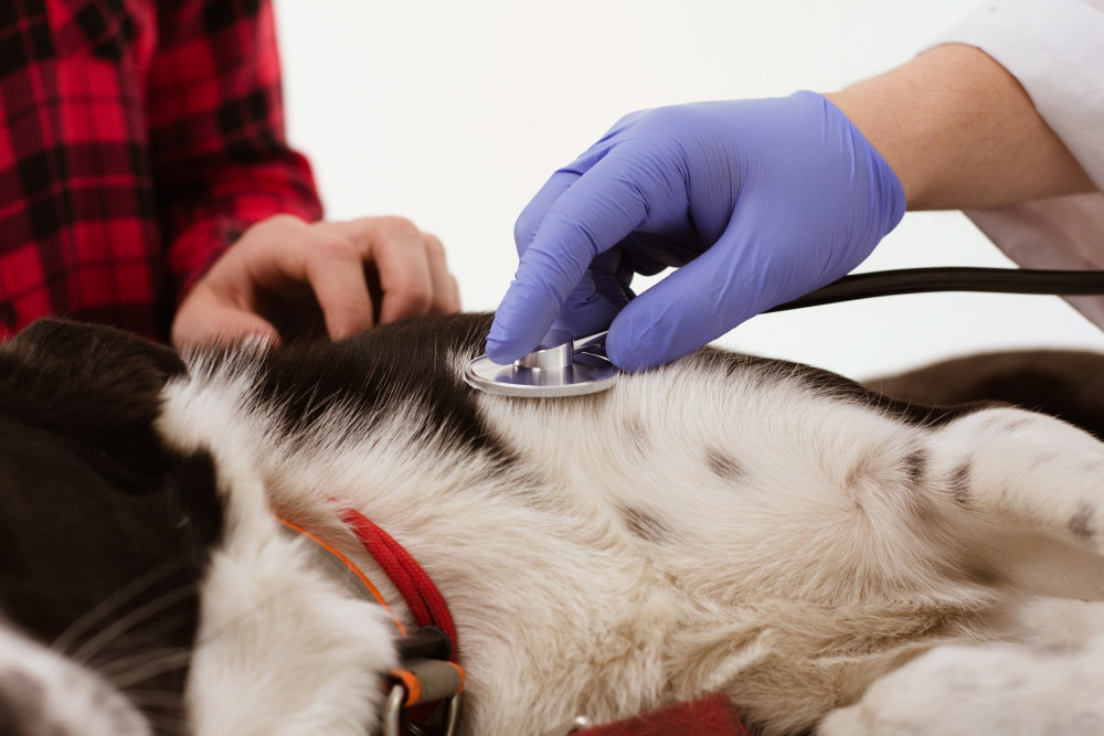 close-up-dog-getting-examined-with-stethoscope-hand-confident-veterinarian-moving-stethoscope-check-dogs-lungs-abdomen