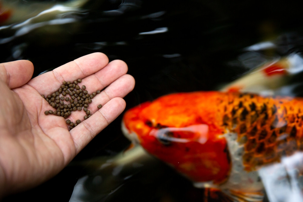 cac-loai-ca-canh-ca-koi