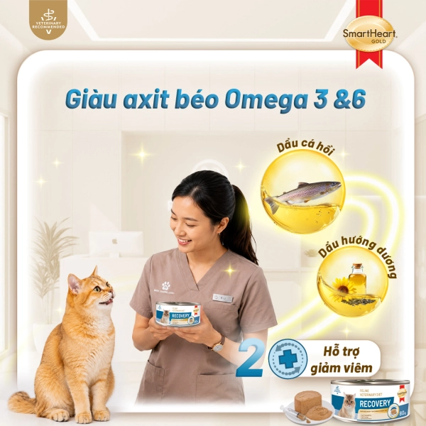 shg-vet-recovery-anh-3