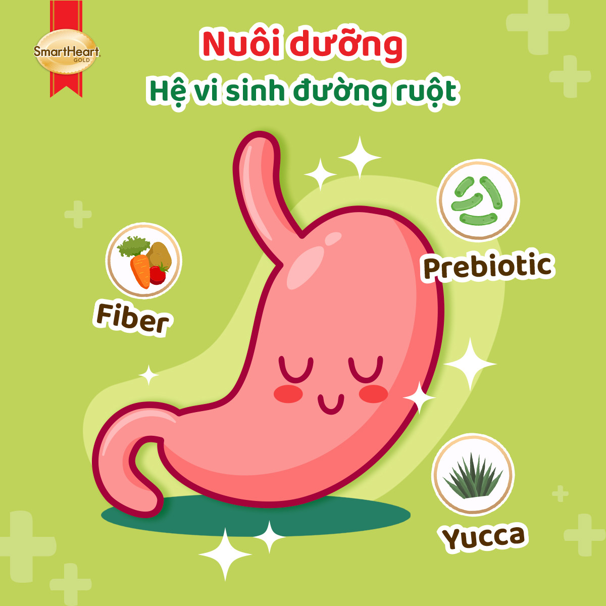 usp-he-tieu-hoa-2